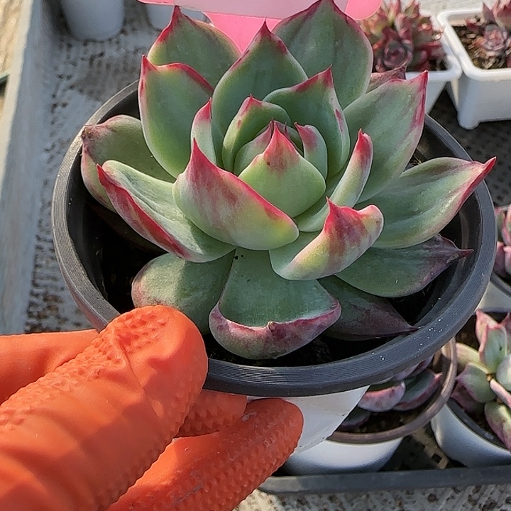 20 惊鸿仙子多肉植物6-9cm