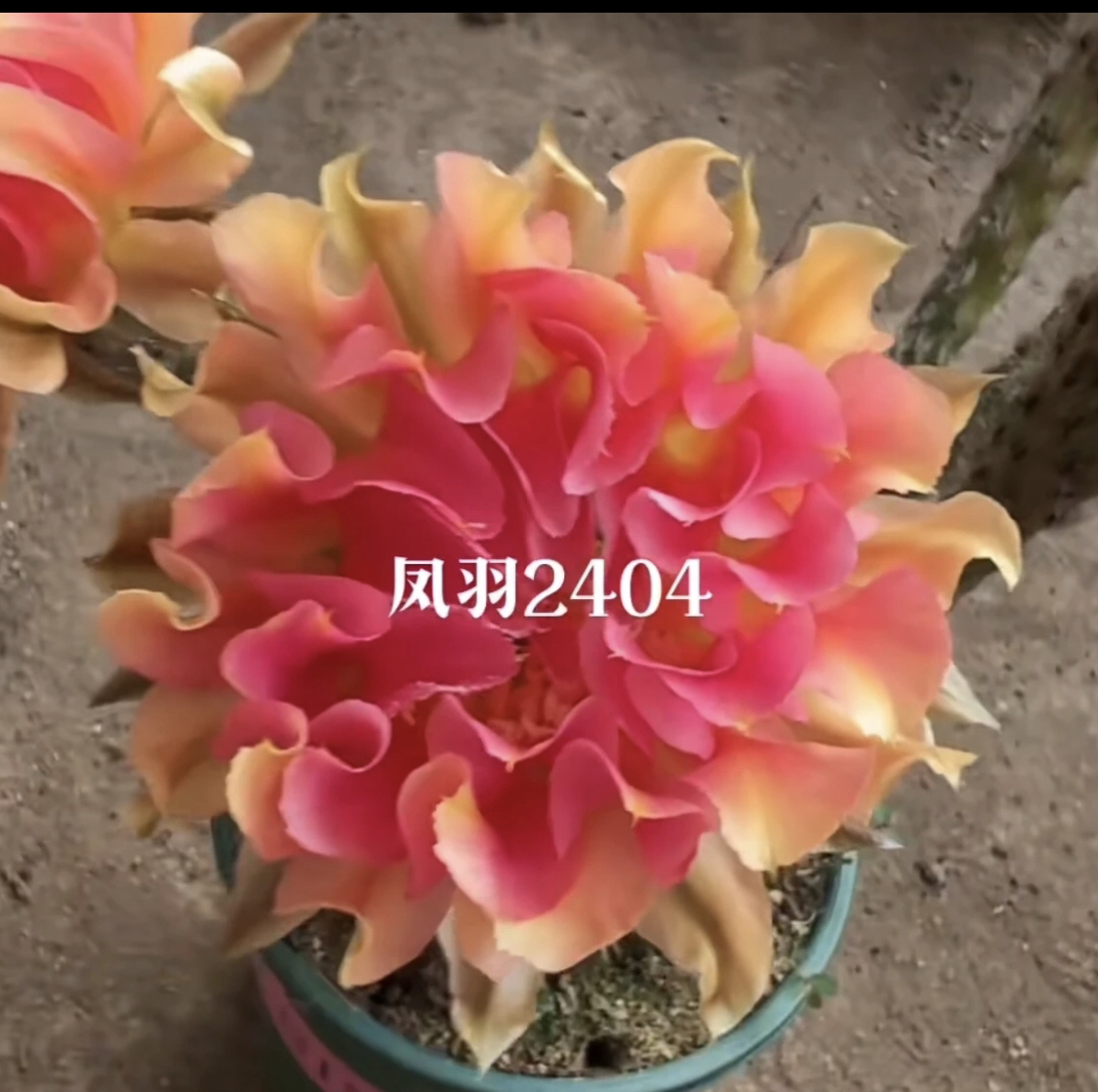 凤羽2404号三代侧牙3-4公分左右