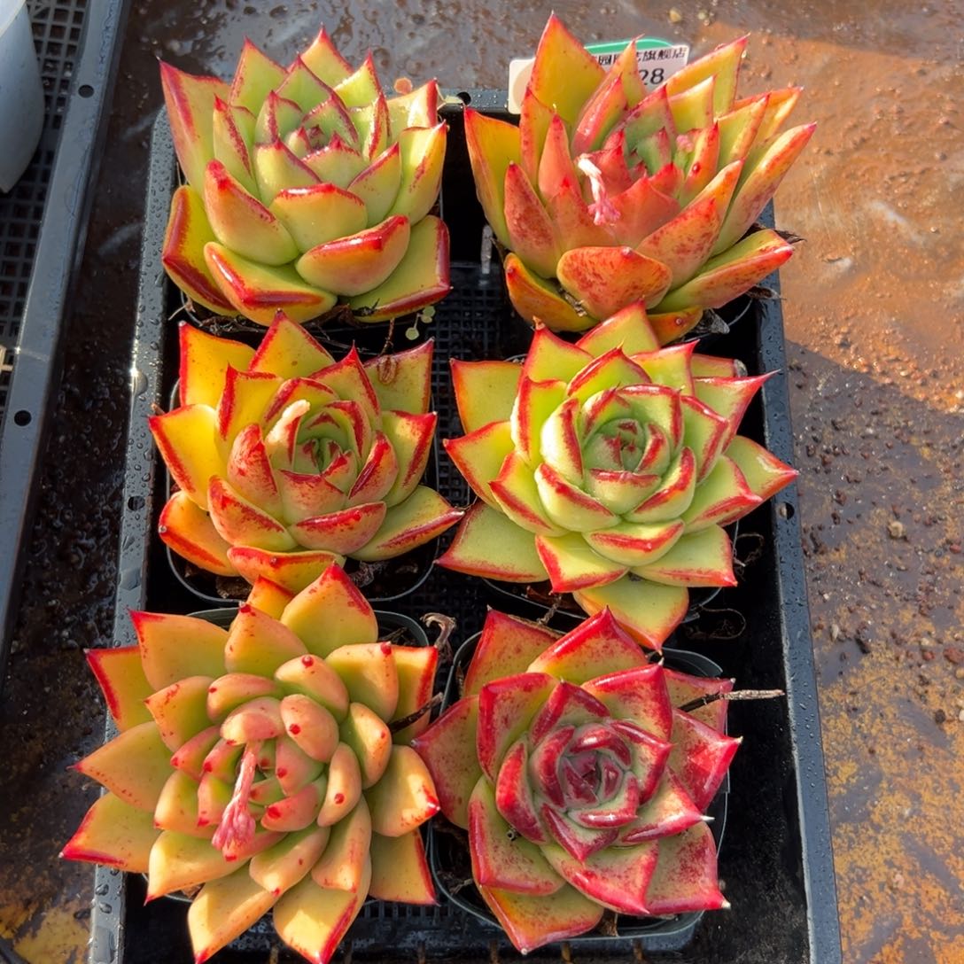 多肉一物一拍0122-28