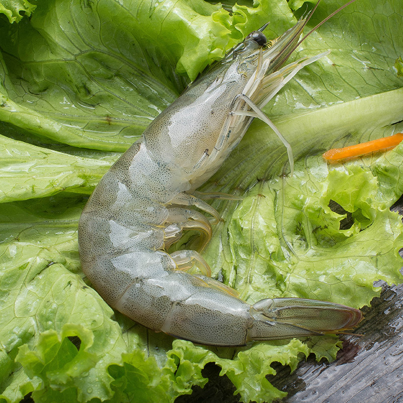 当日断氧青虾30一斤