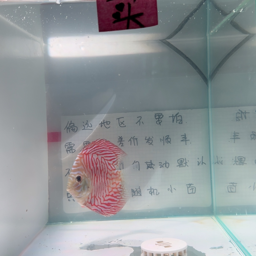 七彩神仙鱼肉身8-9左右，偏远地区不要拍