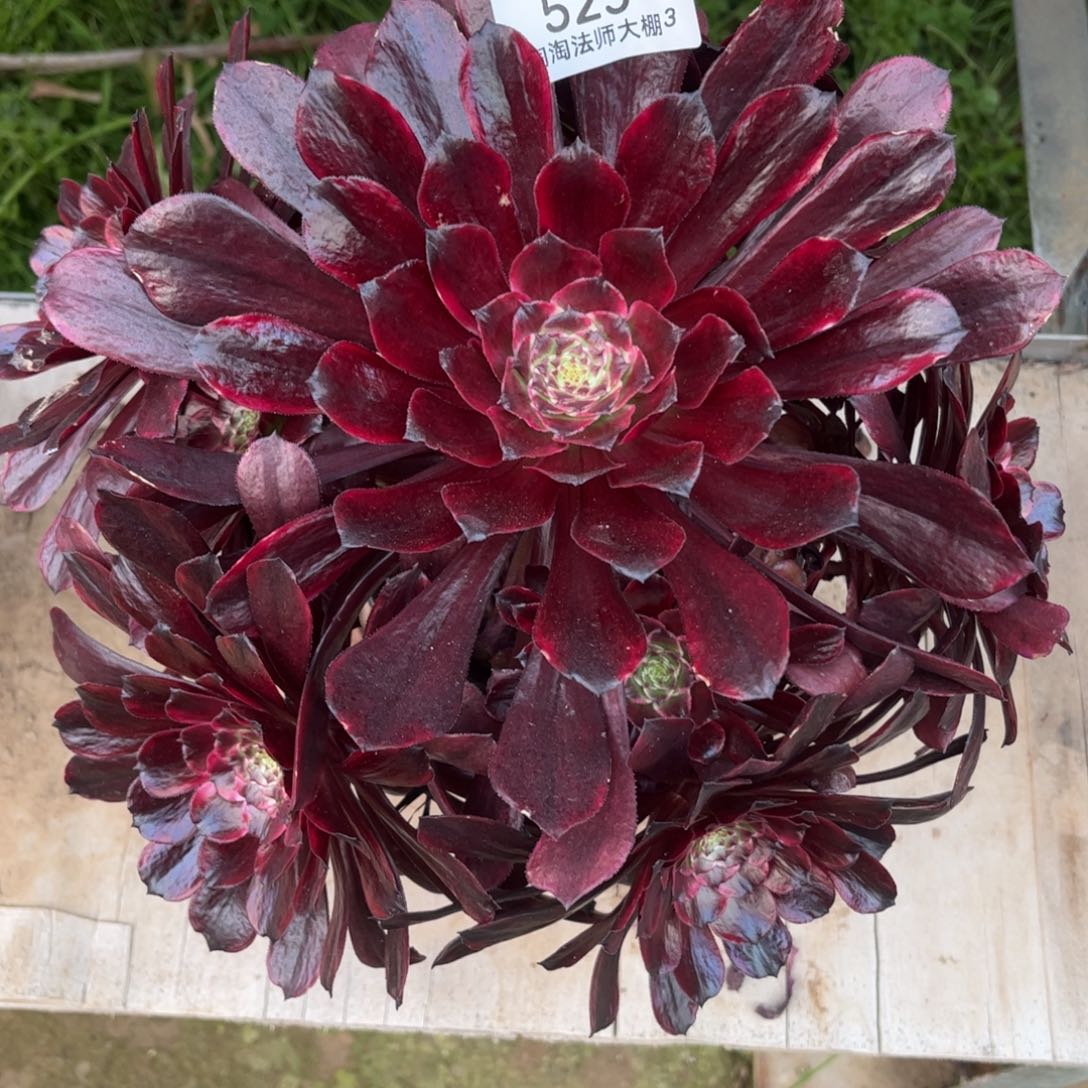 529墨言多肉植物法师