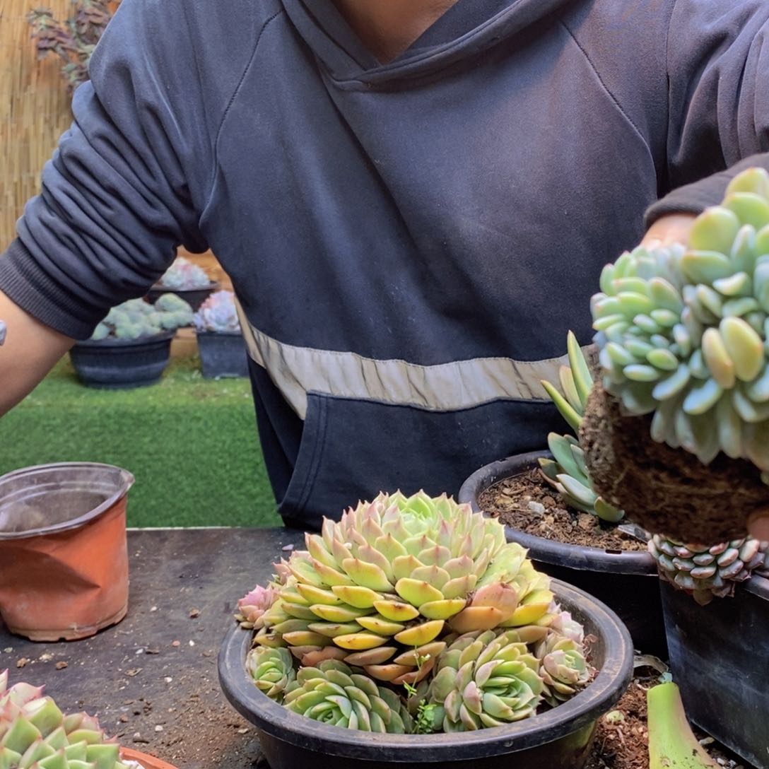 越****yC257号昂斯诺手捧多肉