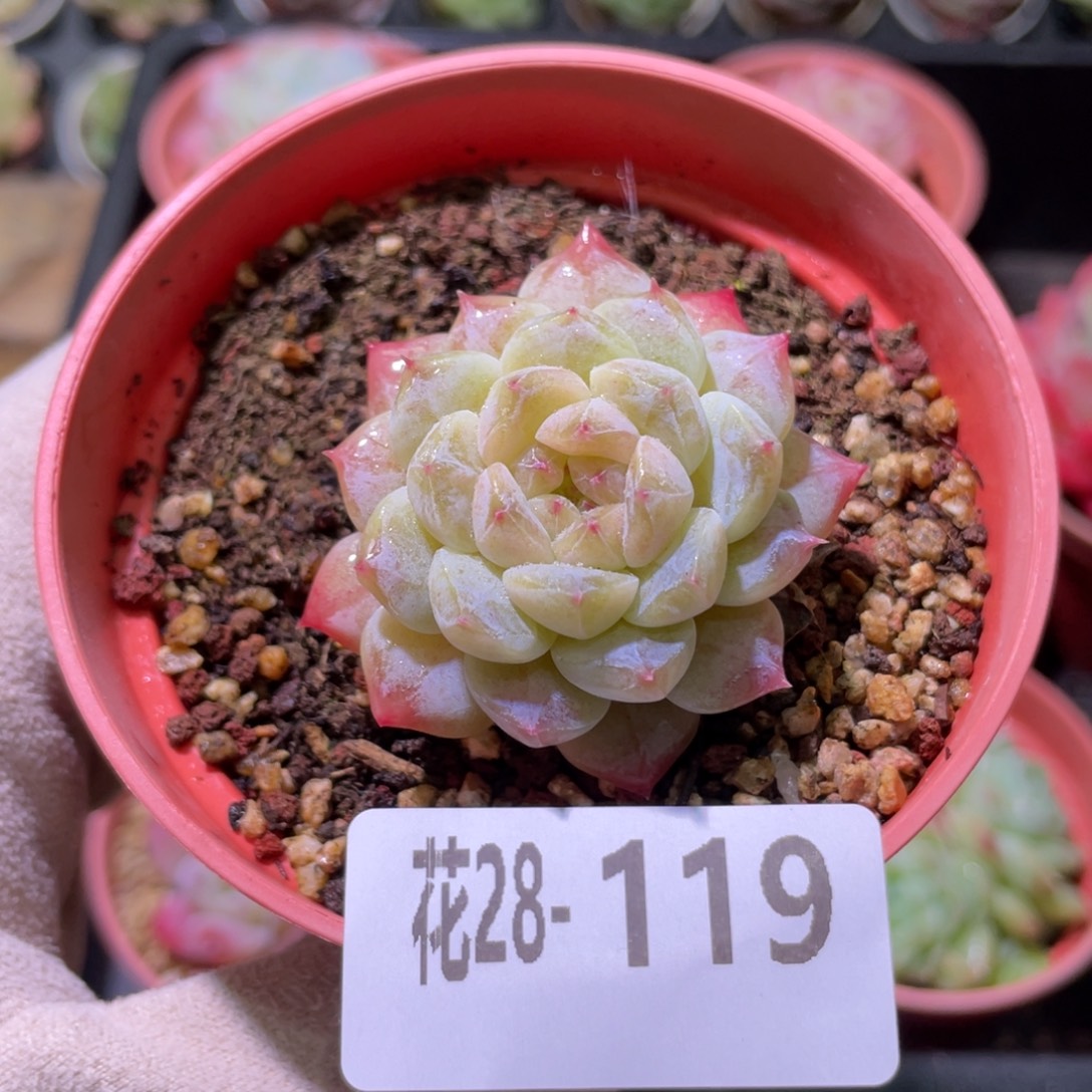 花利美28-119秘境冰魄