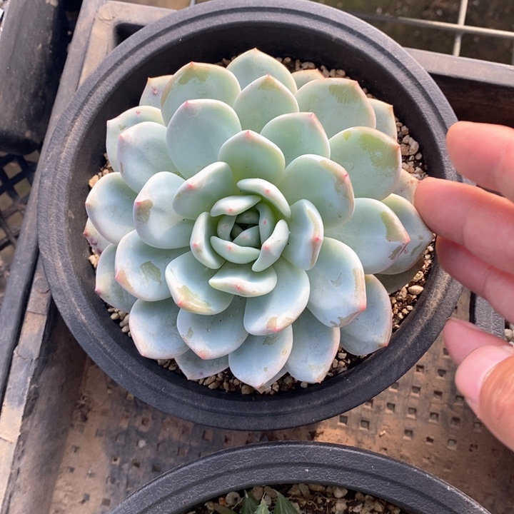 橙梦露一颗。  随机脱土发货。  福利。