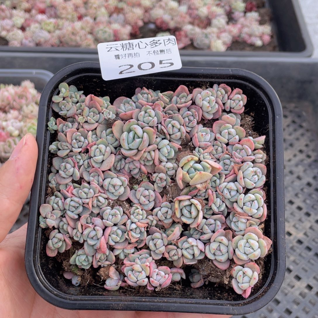 云糖心多肉植物205