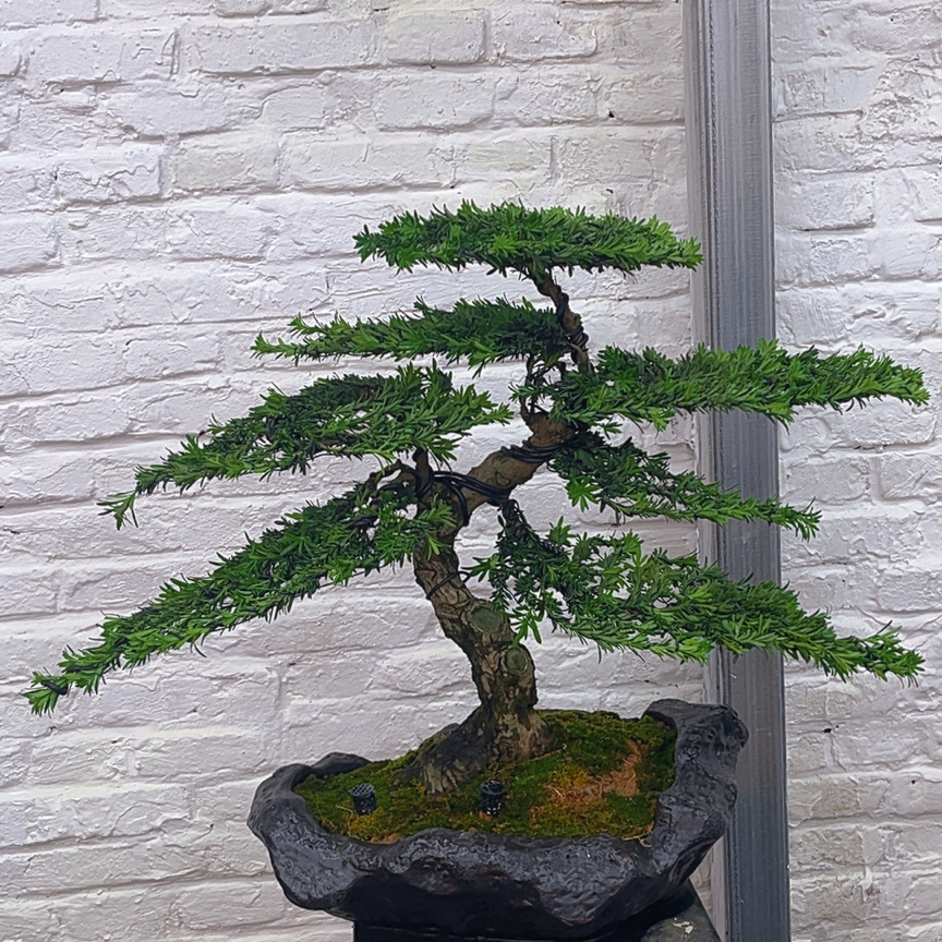 罗汉松米叶老桩客厅办公室茶室四季常青室内绿植盆景