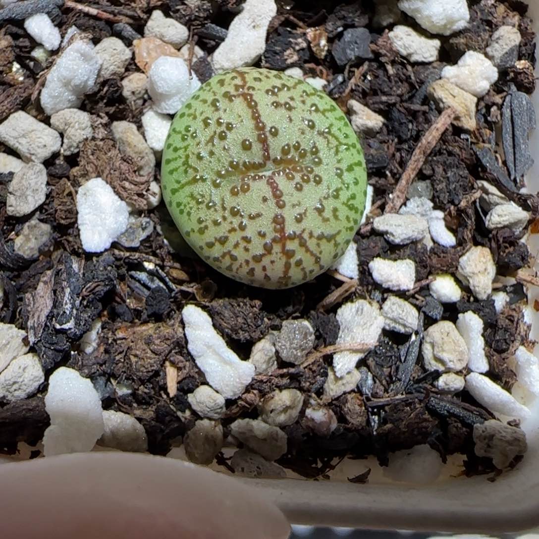 肉锥多肉植物百科-蝌蚪纹火龙果安贞653