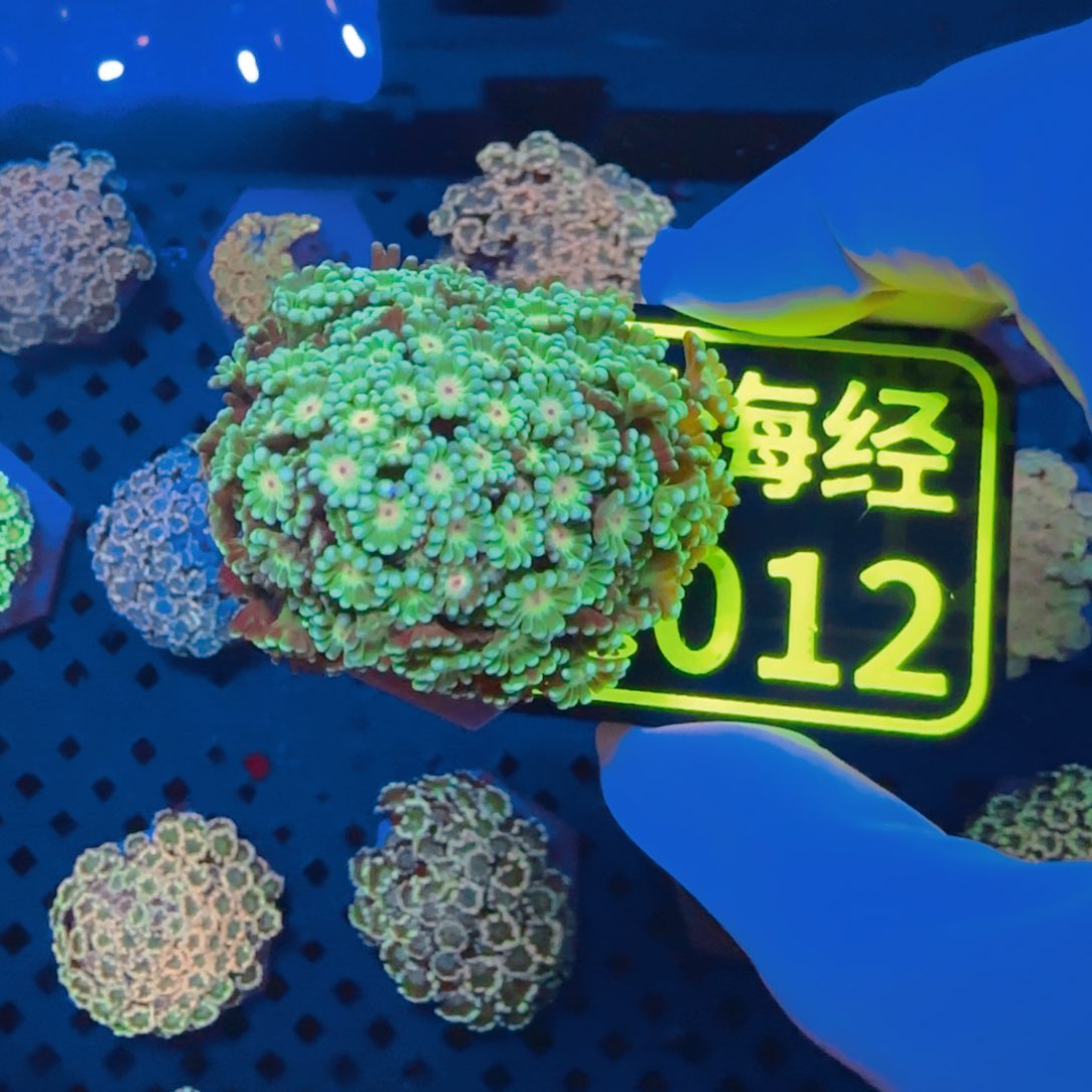 水***️纽扣珊瑚晓晓不包邮幻彩茉莉C012