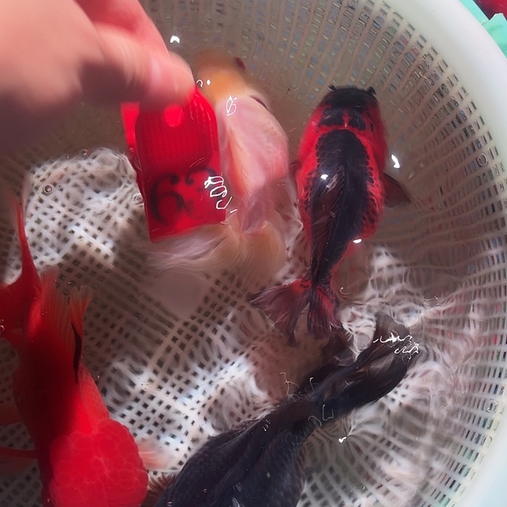 金鱼63号尺寸9-13公分