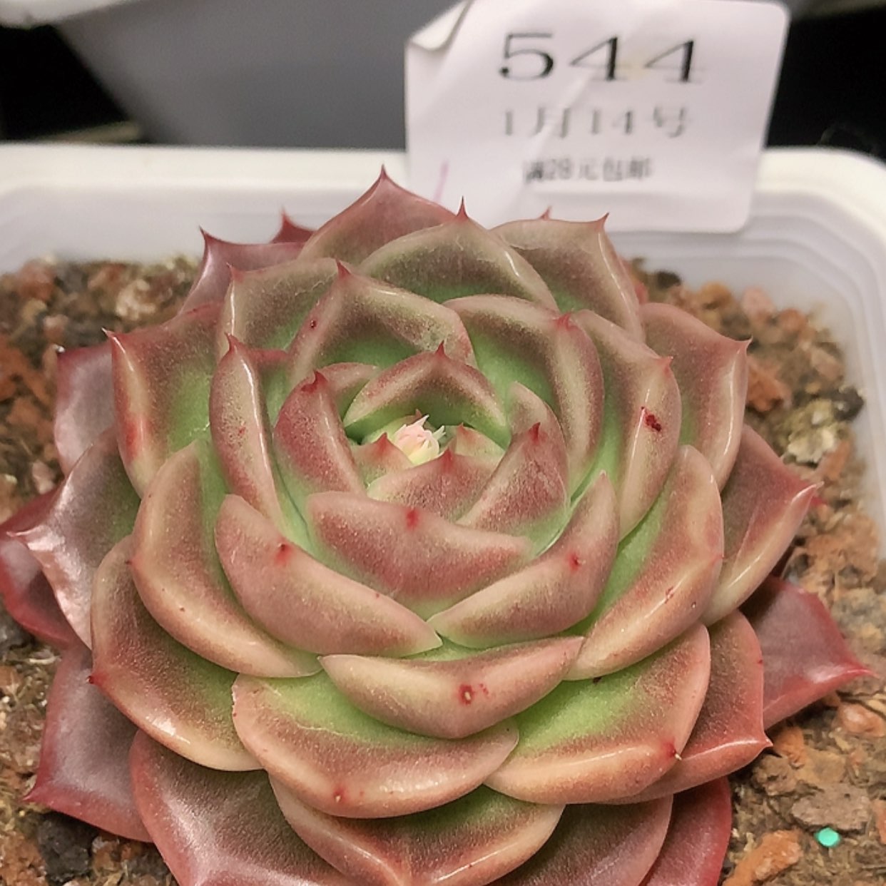 【闪购商品】云544