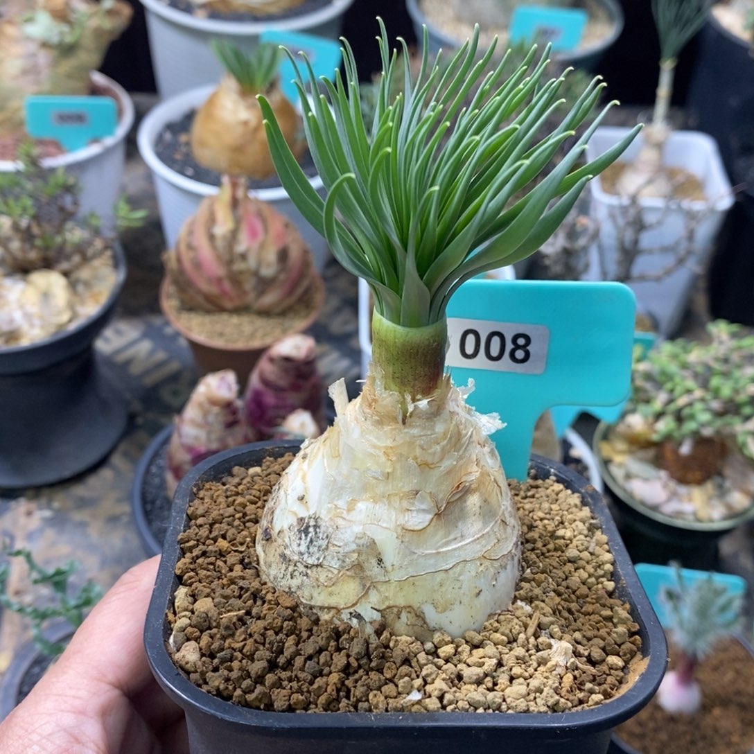 Gn弹簧草产地多肉植物