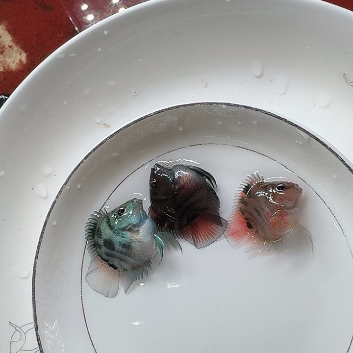 海水鱼迷你鹦鹉鱼