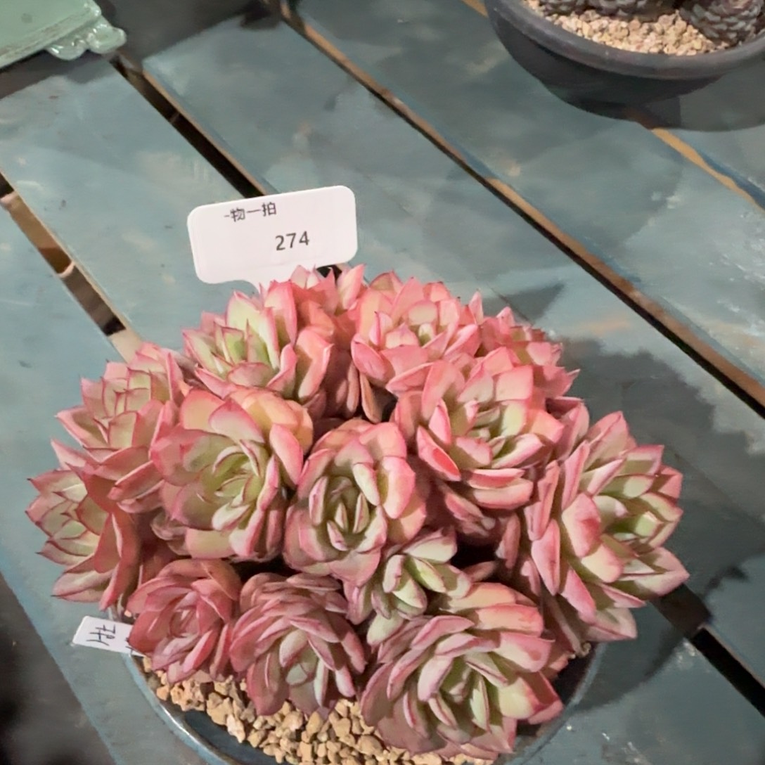 一物一拍274号牡丹亭