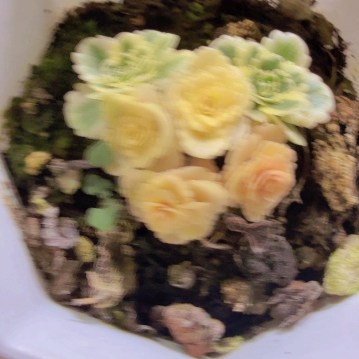 亚特兰蒂斯锦王炸一颗