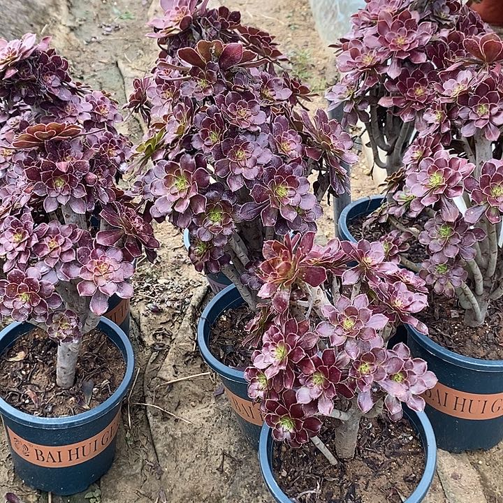 黑法2多肉植物法师6颗送一个