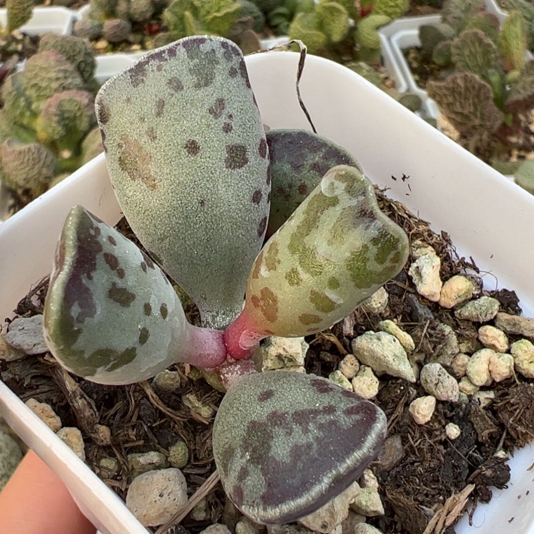 猫耳海豹多肉植物水泡多肉植物