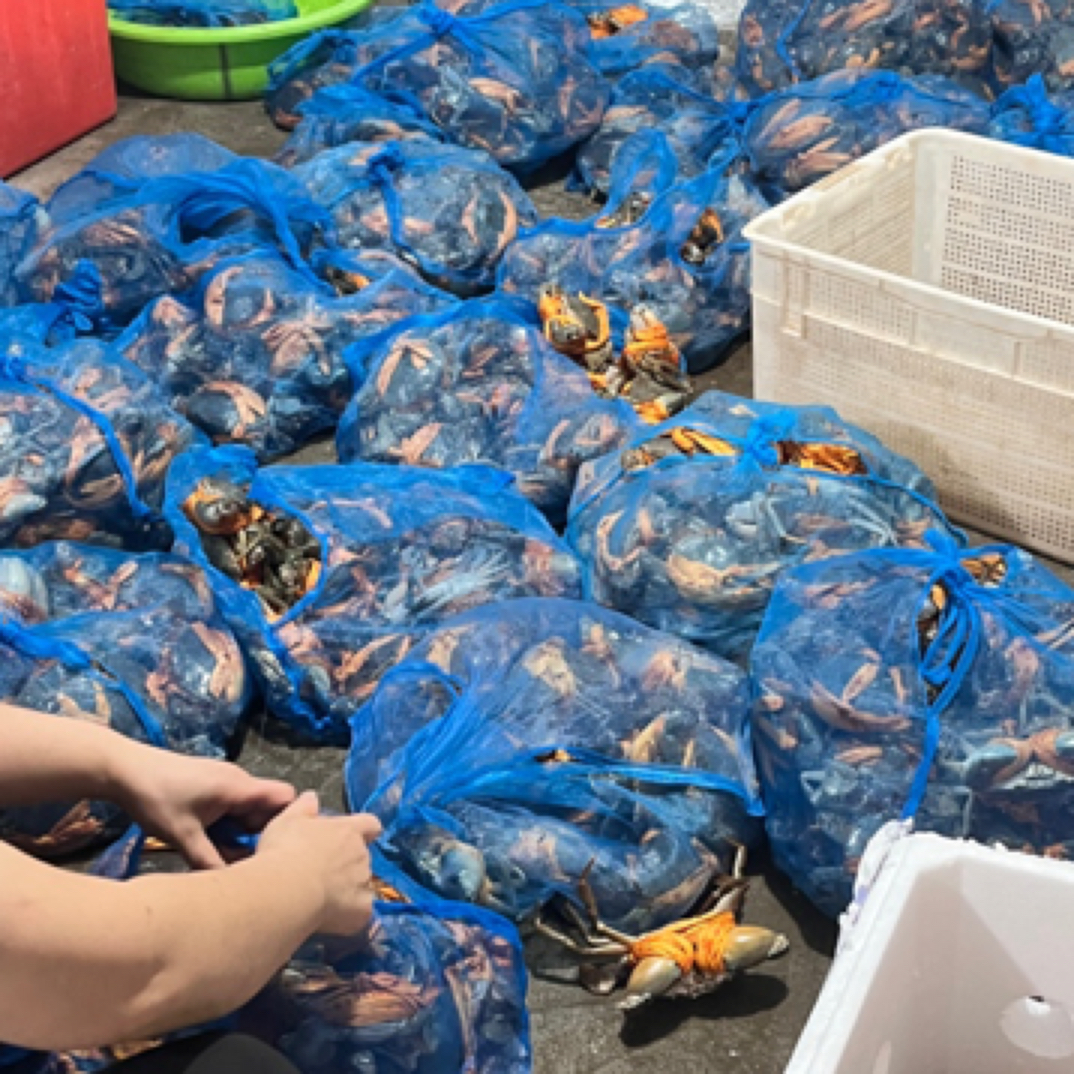 【现称现拍链接】正宗浙江三门鲜活青蟹公蟹膏蟹奄仔蟹 顺丰发货