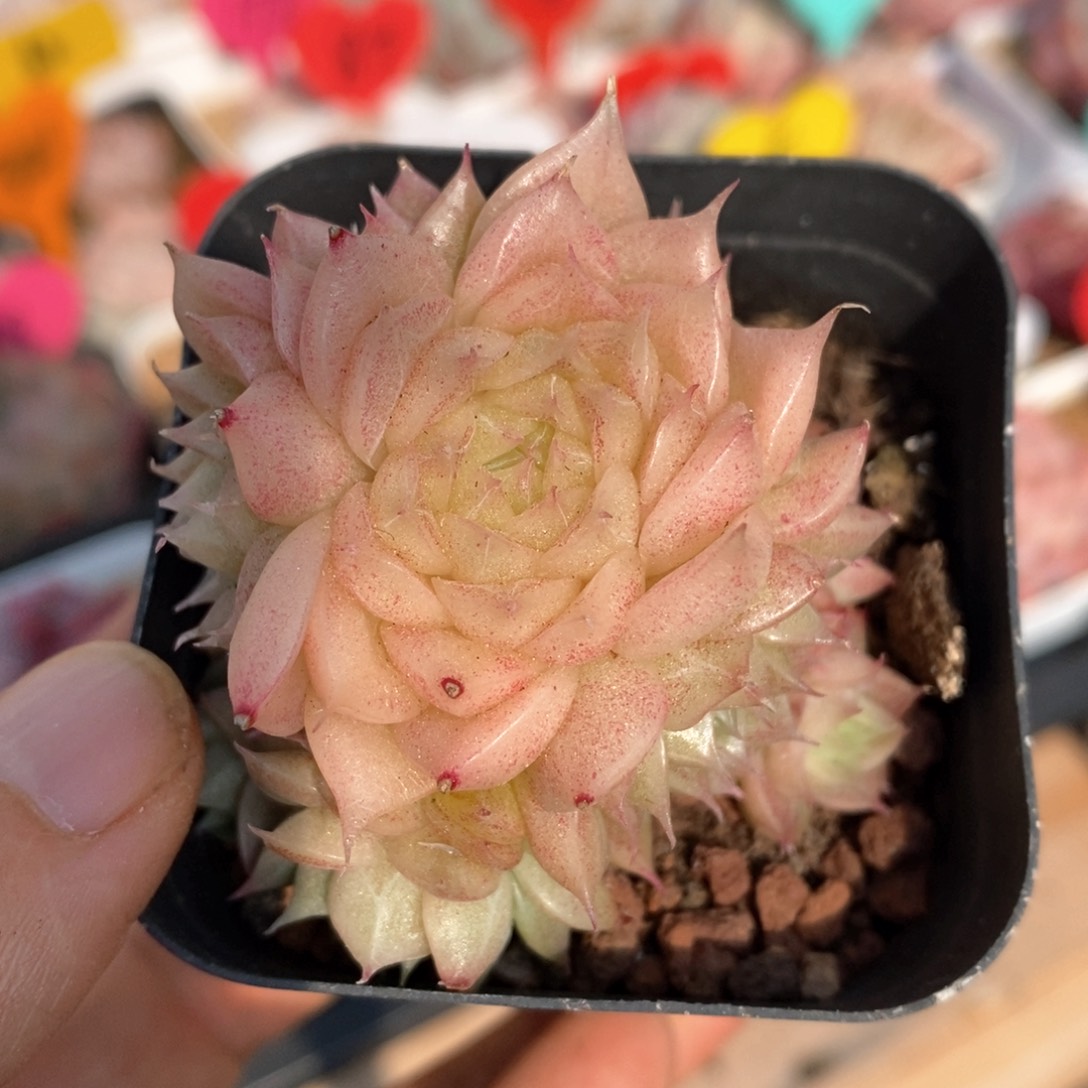 精品多肉一物一拍不包整33