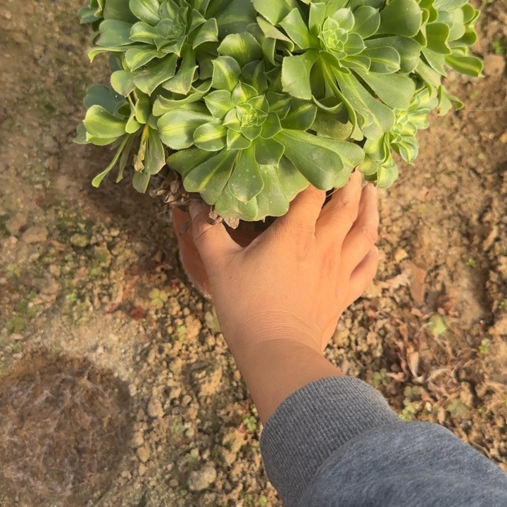 3457 清棚处理不包断枝