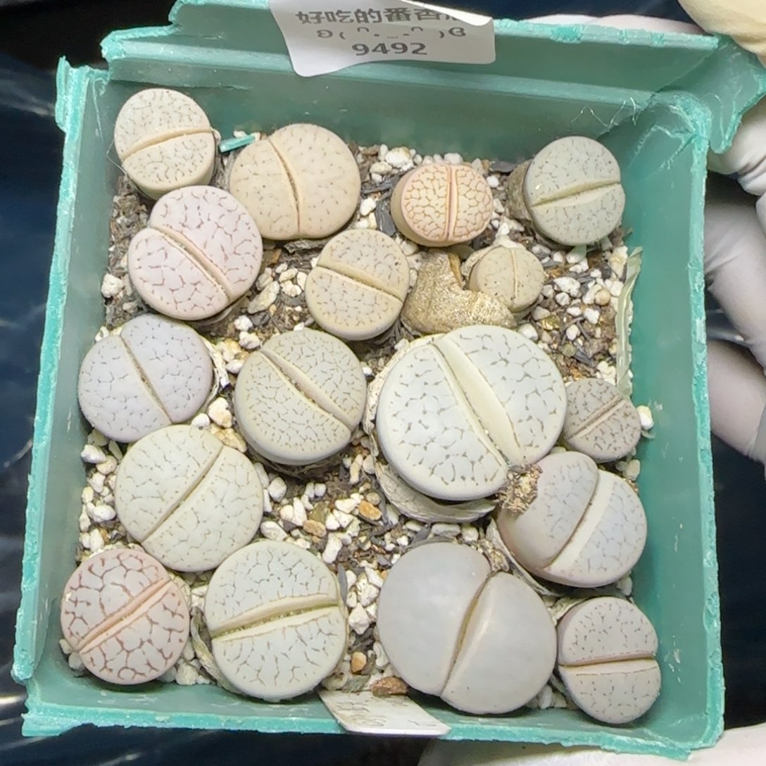9492。默认脱土。18包邮。偏远88包邮