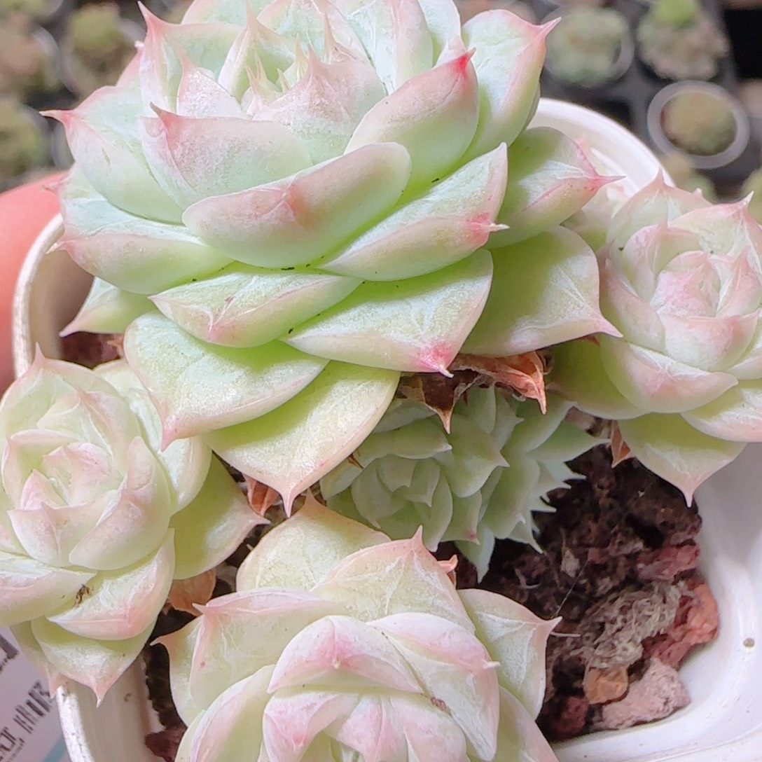 花语逸镜1108-57散