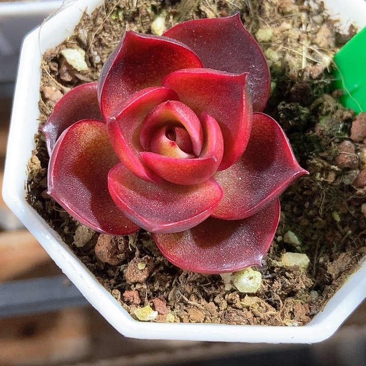 多肉植物红灯770