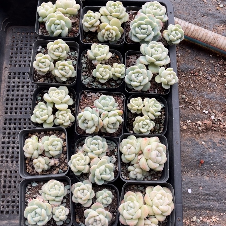 亚***峰冰玉多肉七方盆15个---