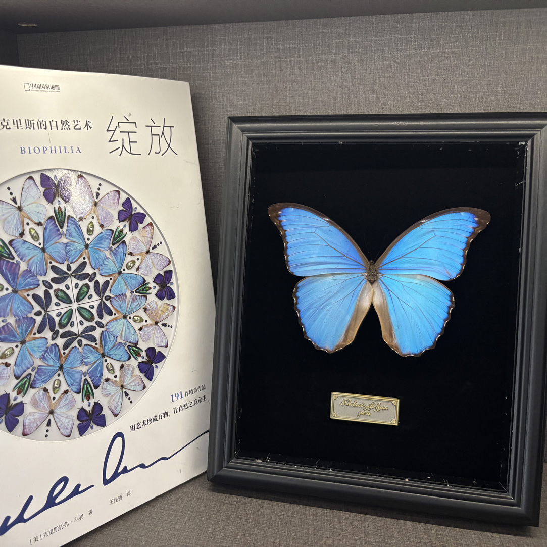 大蓝闪蝶A1/A 蝴蝶标本十寸大小木质艺术框成品展蝶 惊喜礼物摆件