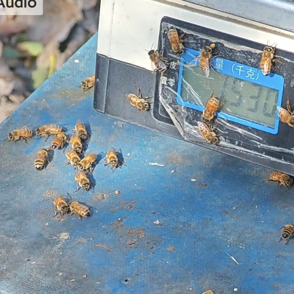 意蜂三斤本群王一只