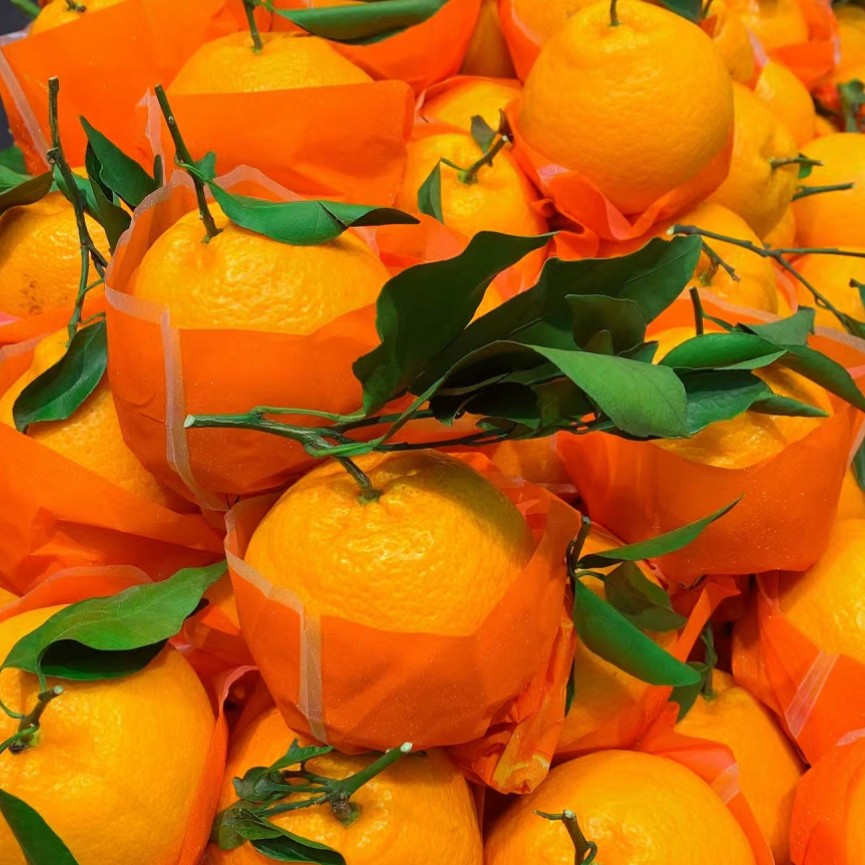 春见耙耙柑精品果  两斤