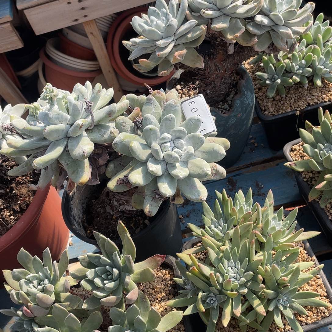 蜜*拇指两个老桩11303