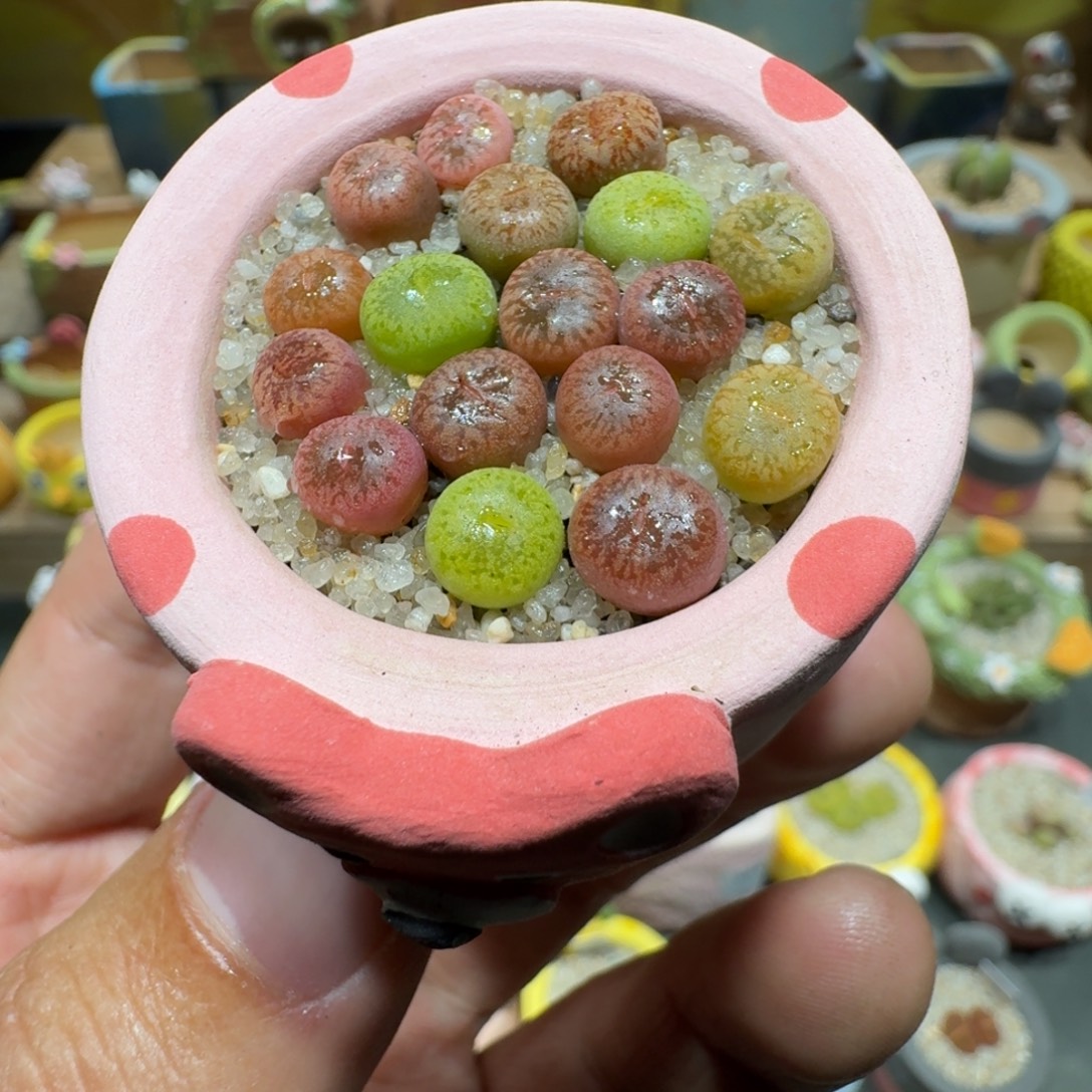 蘑菇1199彩虹日轮多肉植物