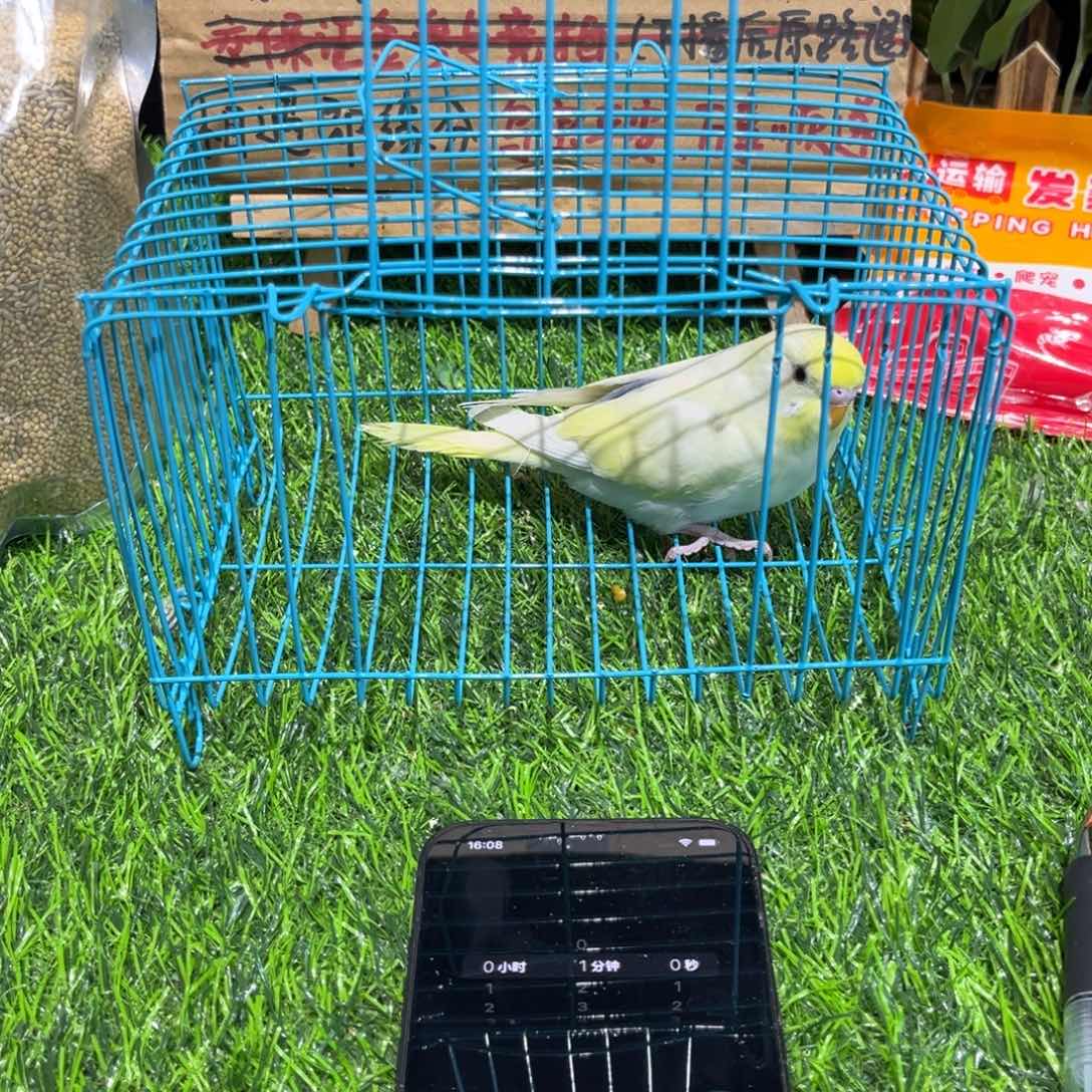 雾***濛虎皮鹦鹉金彩虎皮鹦鹉系列一只，竞拍一物一拍不退换