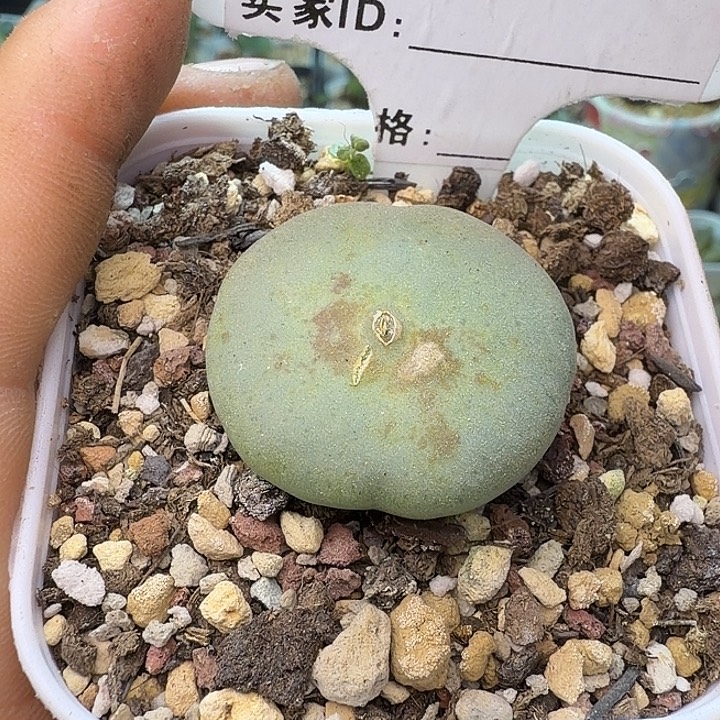 246。酒杯大饼2.9厘米