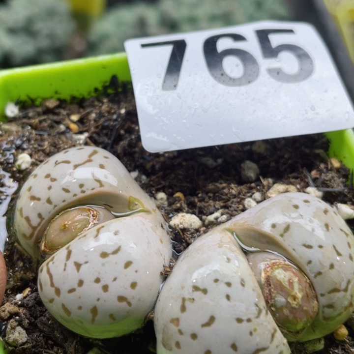 765红灵耀大白带盆6c m