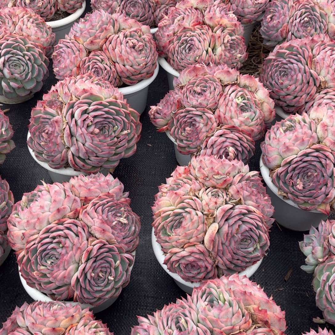 云舍多肉新年福利-侧影180