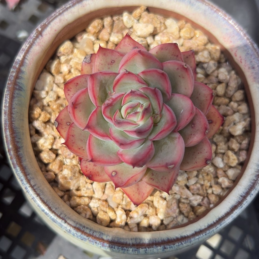 荷花精控多肉一物一拍