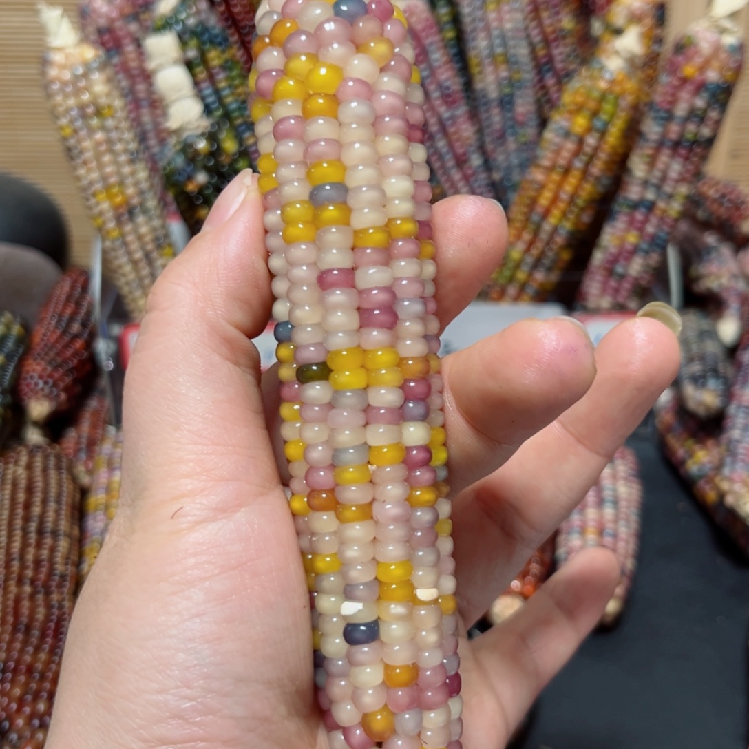 二***涵直播间七彩叶文玩玉米链接不退换