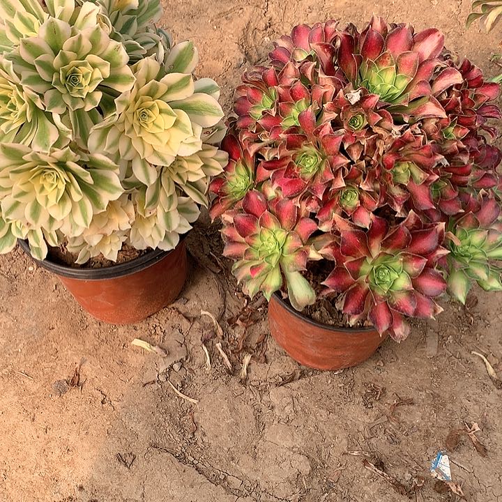 多肉植物邵华组合有砍头70