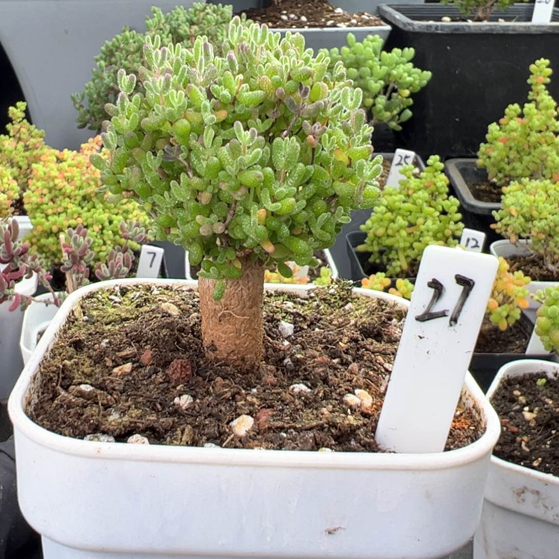 跳跳糖27号8厘米盆