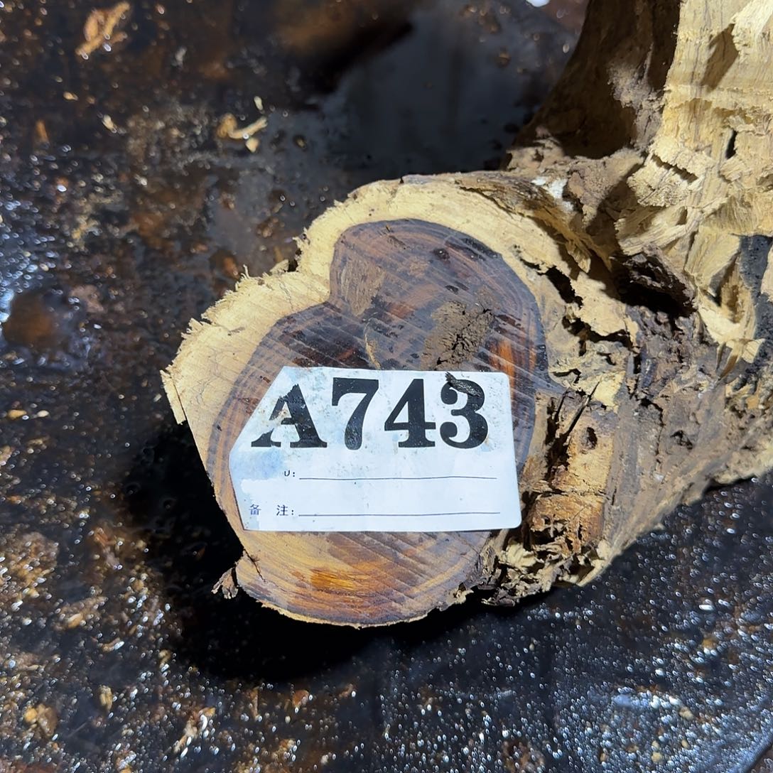 凄***豹美国沙漠铁 花架743