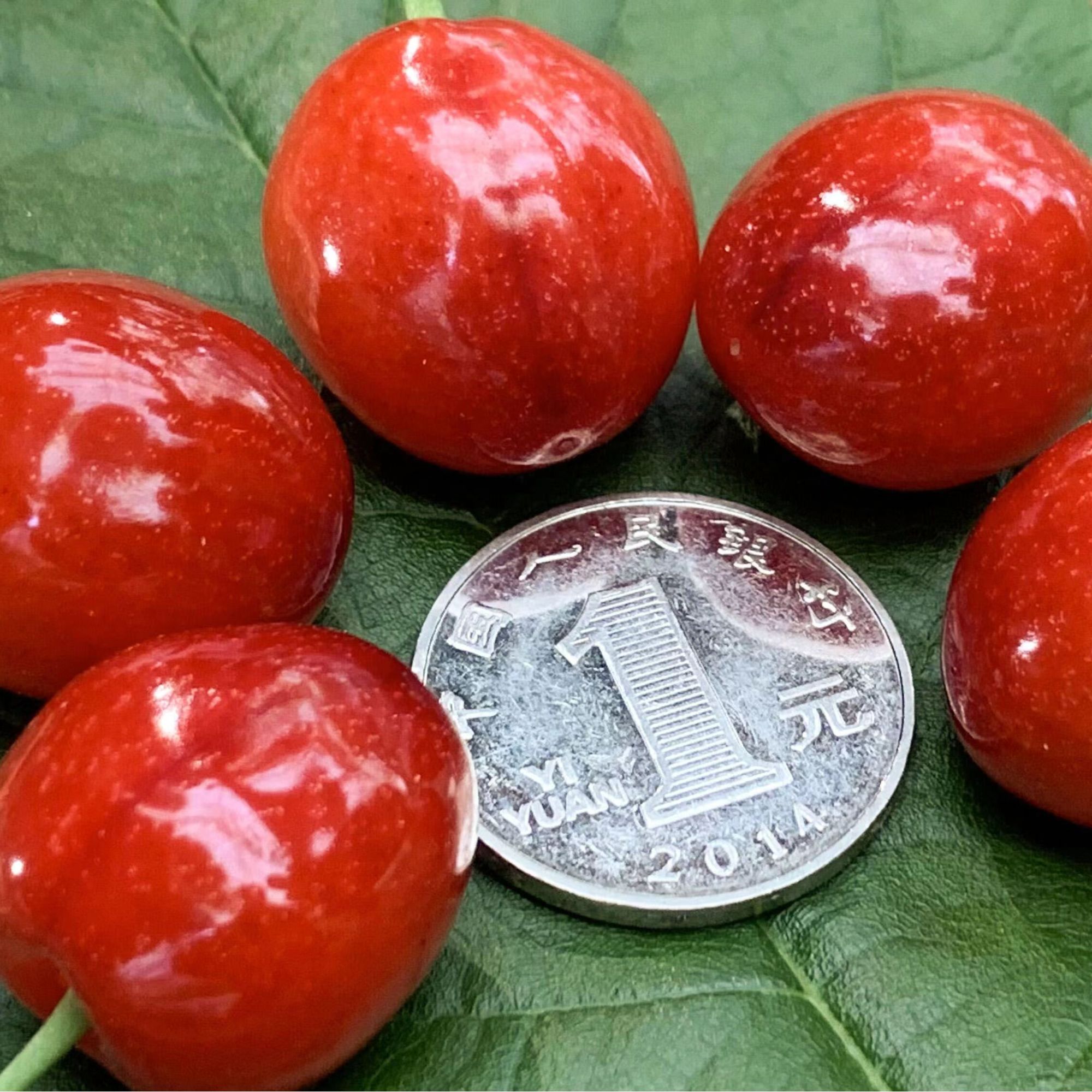 【鸡心樱桃果树苗】嫁接苗樱桃苗可盆栽果树基地