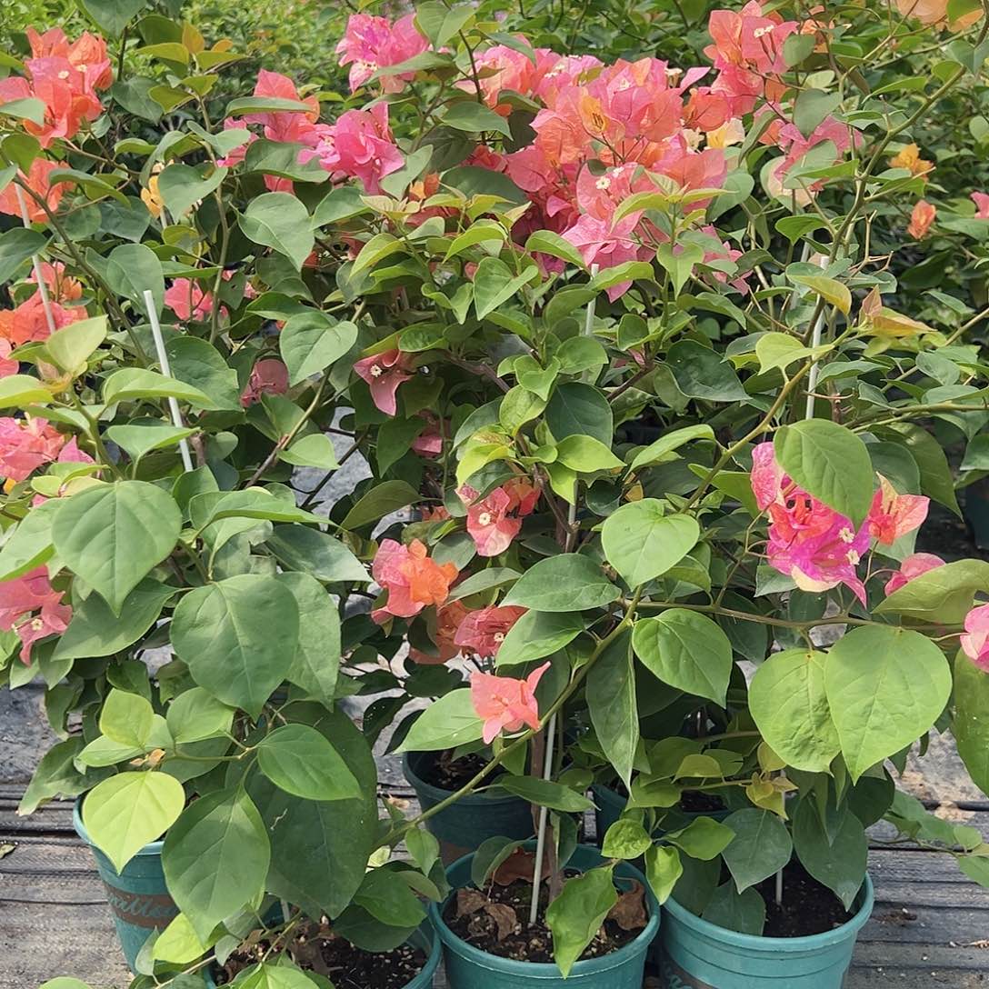 当前无花栽培后可以开花阿达娜带竹一棵