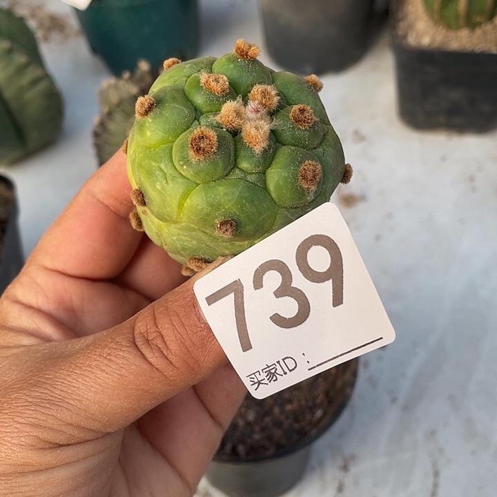 仙人球无根龟甲兜739