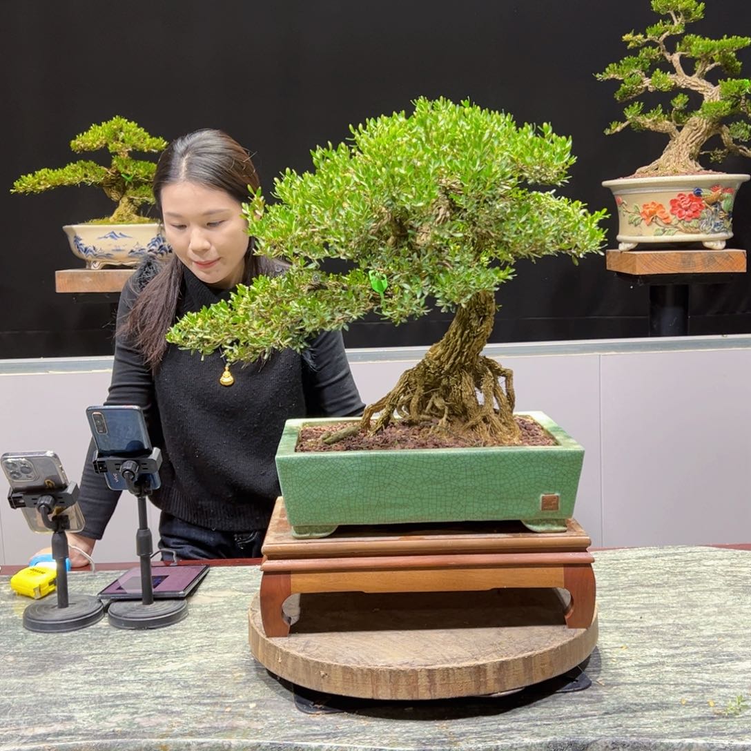 黄杨盆景老桩四季长青