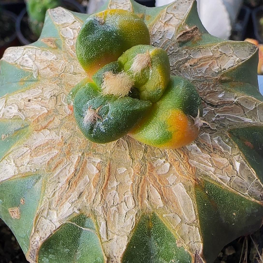 连山花锦539仙人球