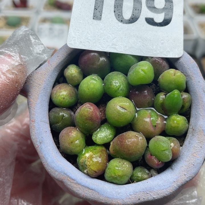 108长毛翠滴19颗