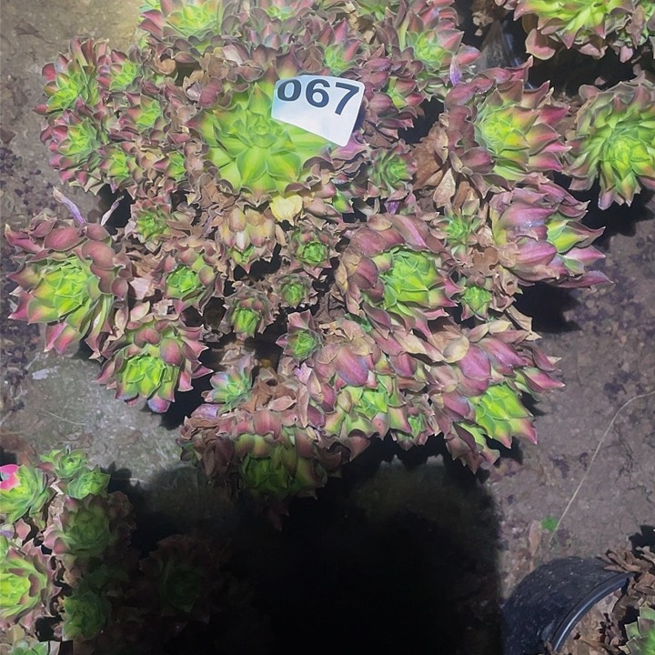 宝*敏多肉法师67号韶华发货不包损