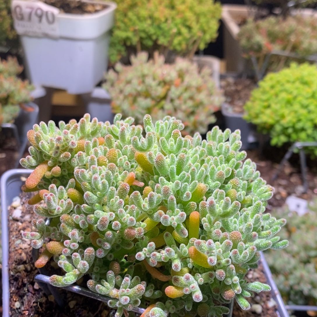 冰晶枝干橘子冰415